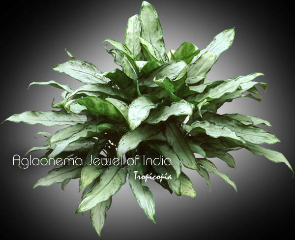 Aglaonema - Aglaonema 'Jewel of India' - Chinese Evergreen